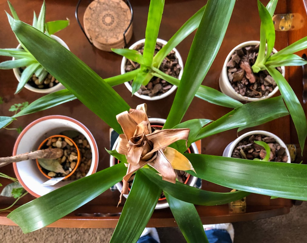 A bromeliad mother plant with newly propagated pups.