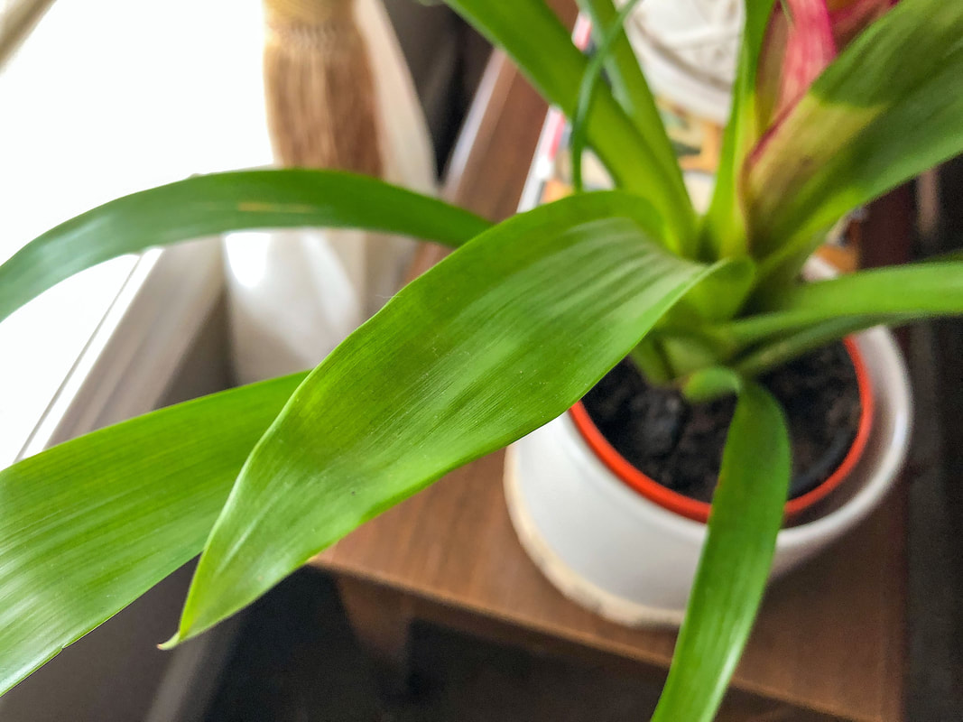 Bromeliad plant leaves.