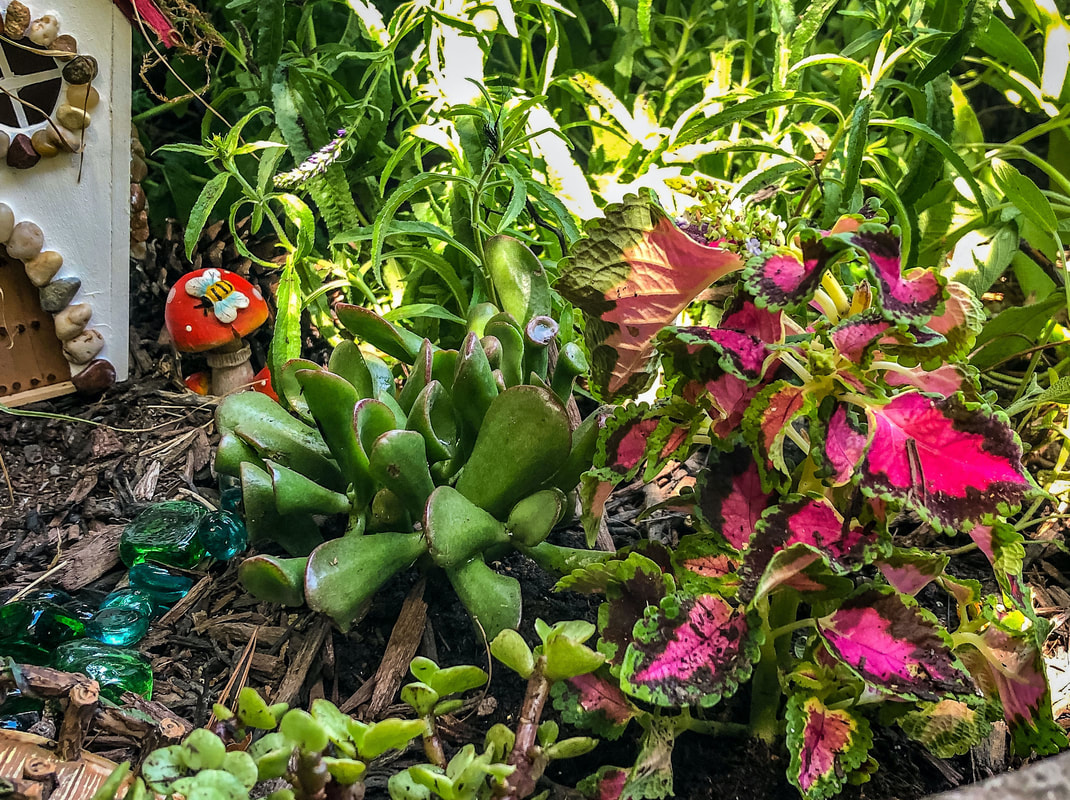 Succulents and coleus planted in an outdoor fairy garden.