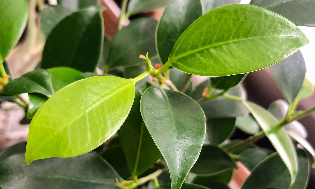 Cluster of bonsai ficus leaves closeup.