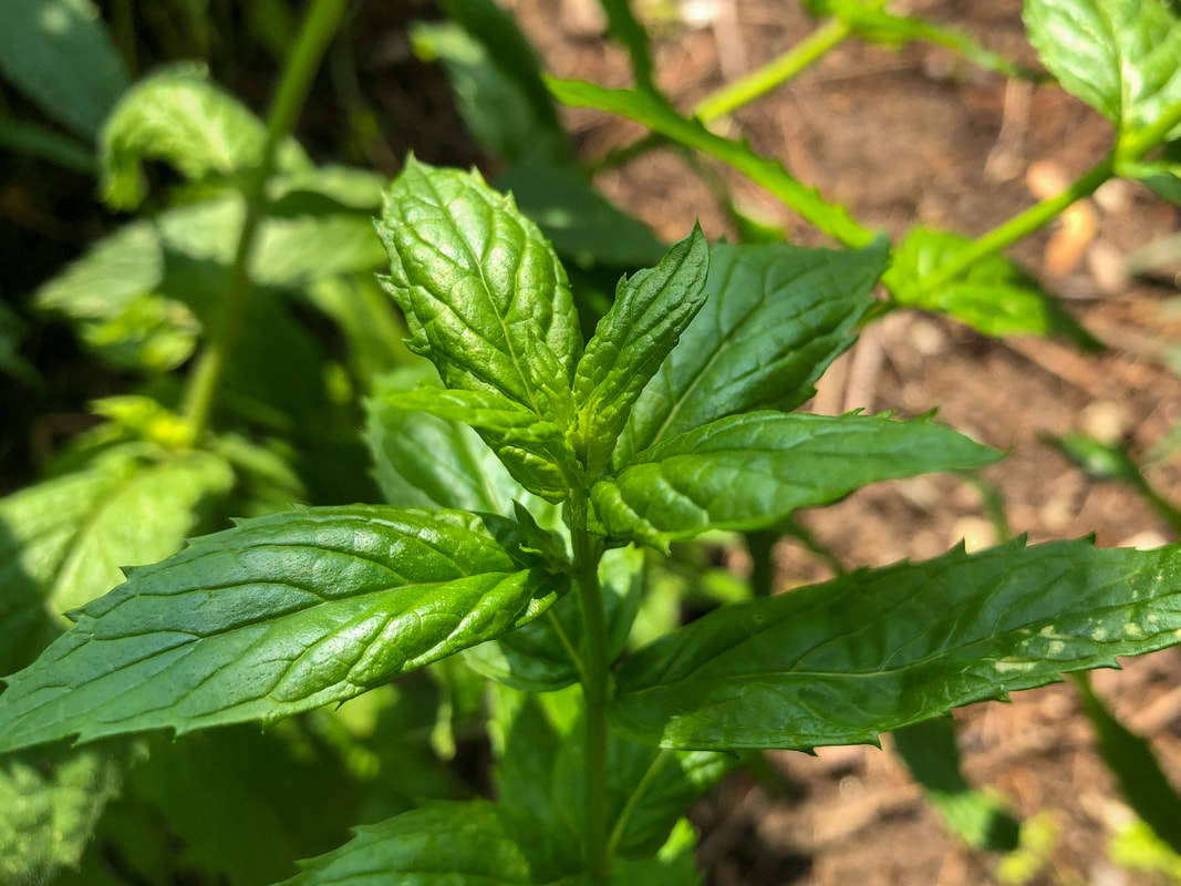 Mint plant in the summer garden.