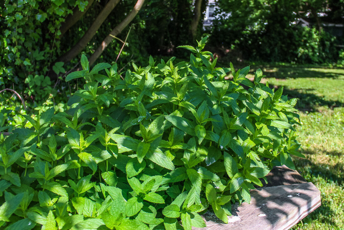 Mint growing in a raised garden in a back yard.