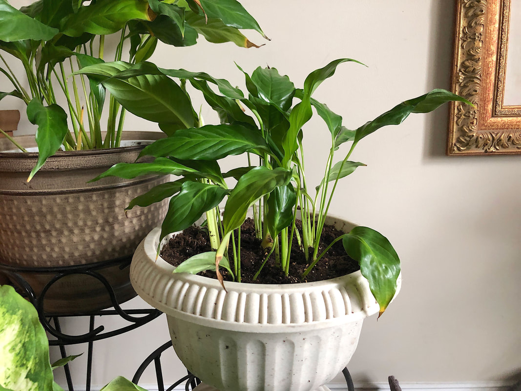 Peace lily houseplant.