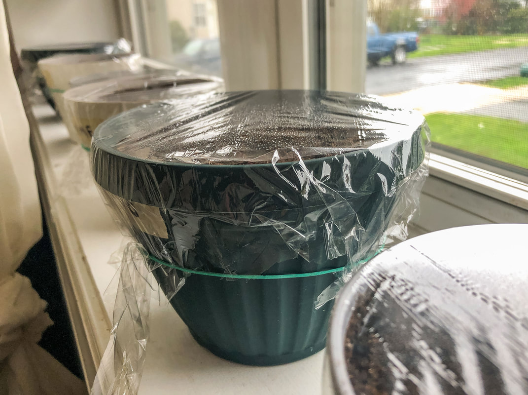 Small pots with seeds planted sitting on a windowsill.