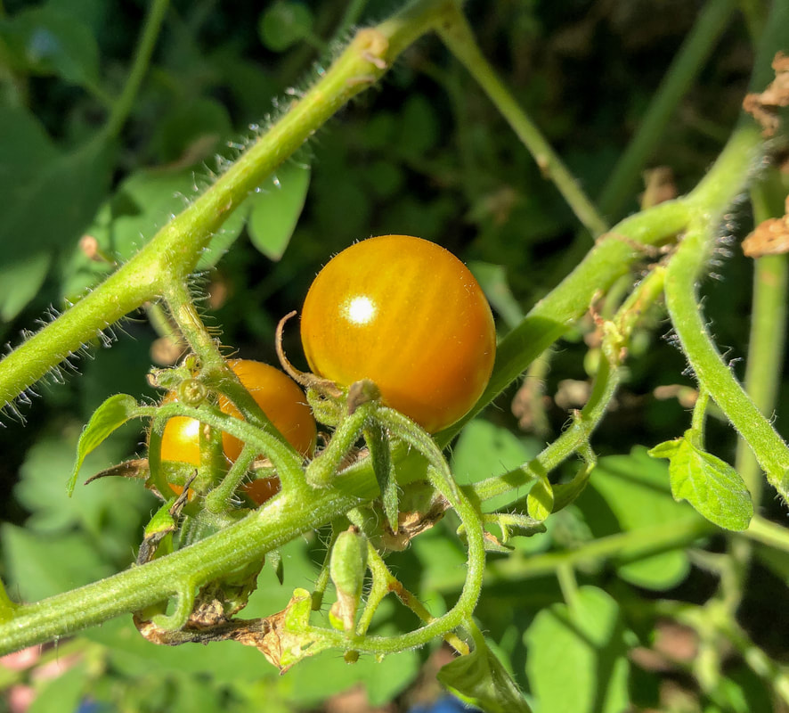 Cherry tomatoes ripening on the vine.