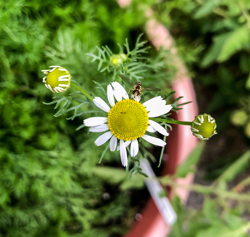 Bug on a chamomile flower.