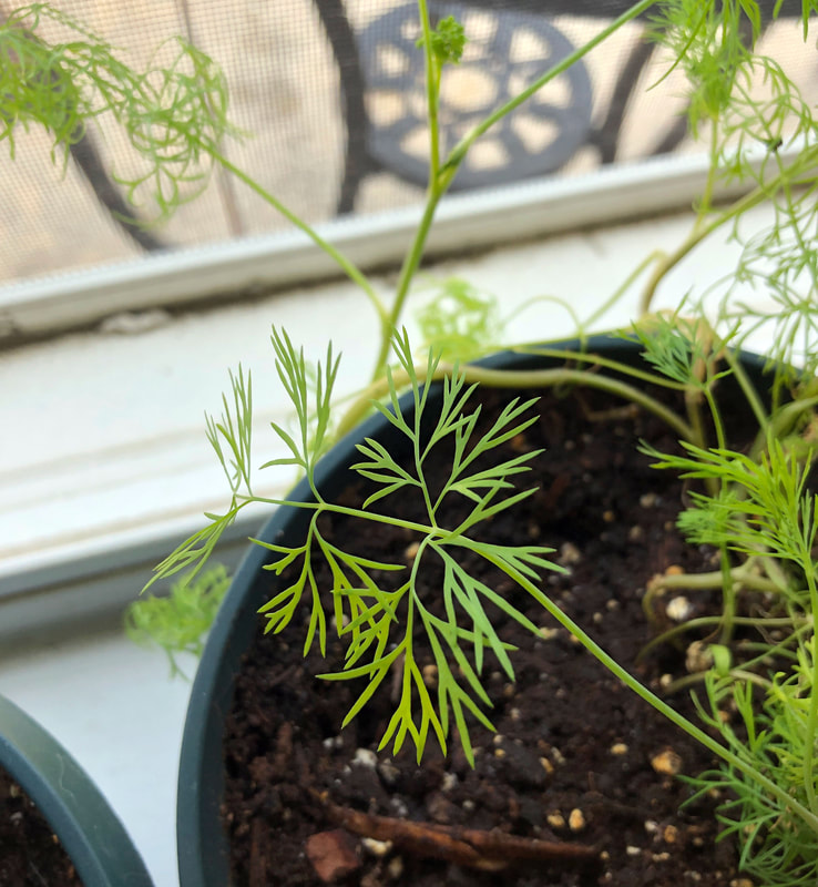 Dill seedlings growing on a windowsill.