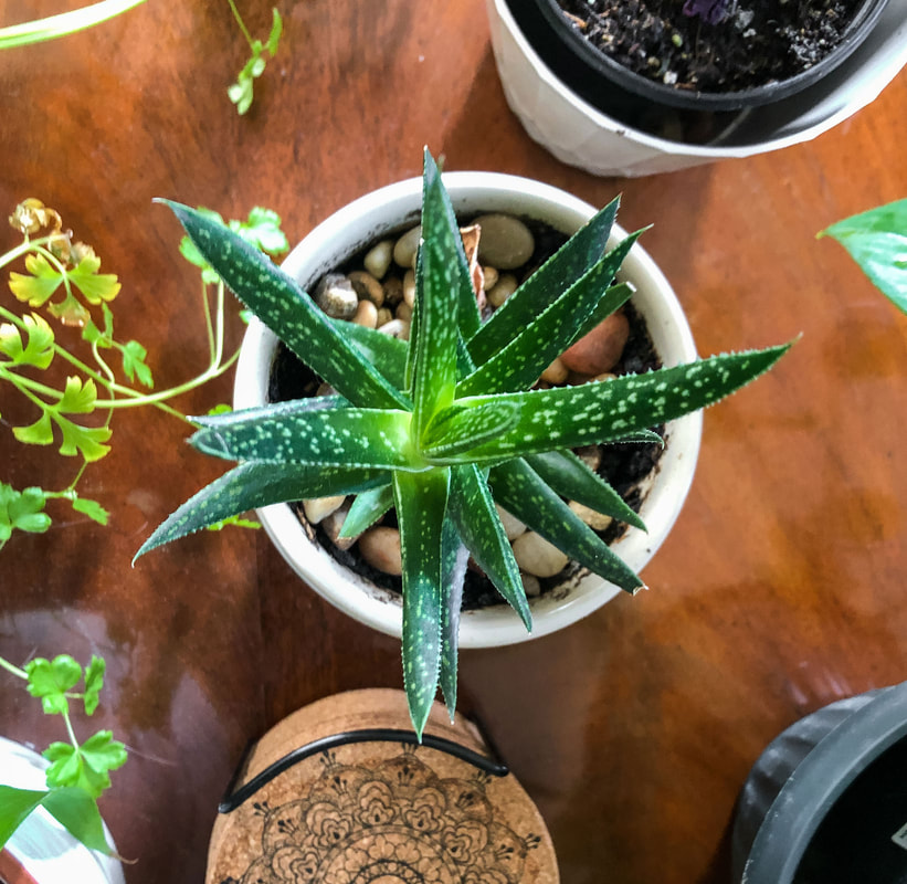 Haworthia plant view from above.