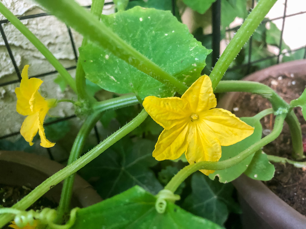 Yellow cucumber flower on the vine.