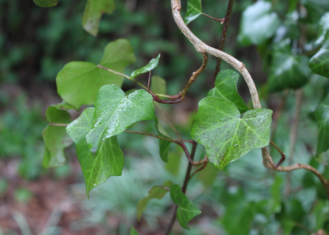 Photo of ivy vine after the rain