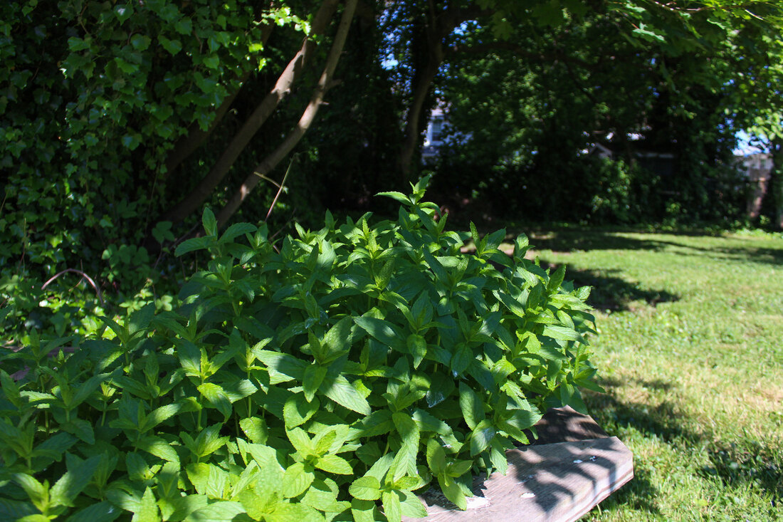 Mint growing in a summer garden.