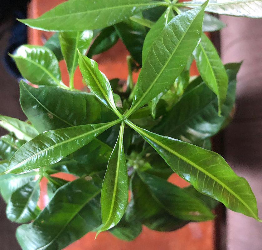 Money tree houseplant leaves.