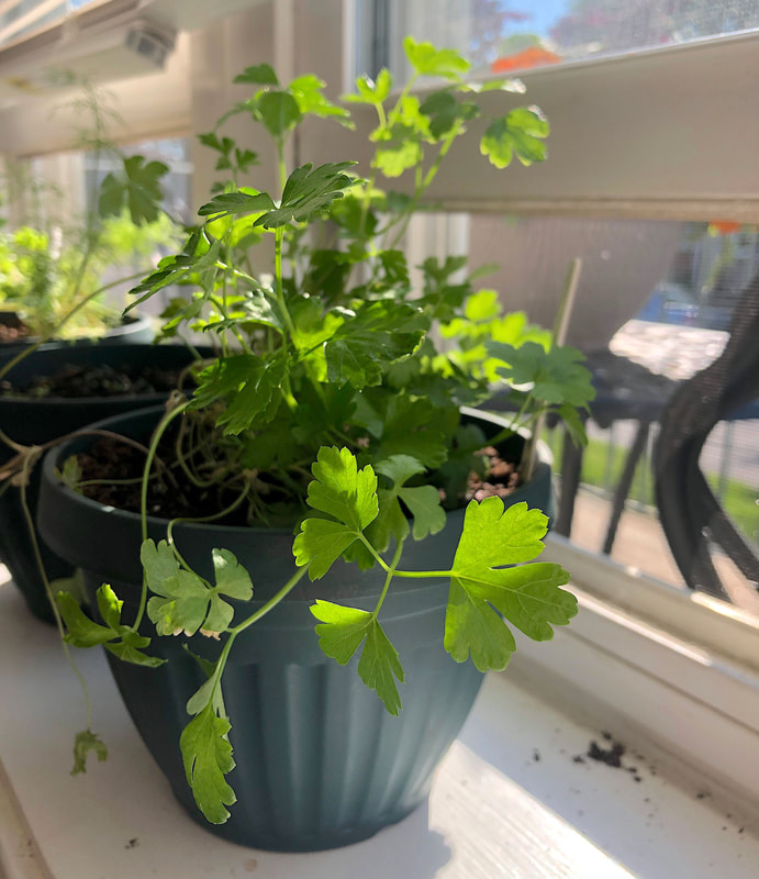 Parsley growing on a windowsill.