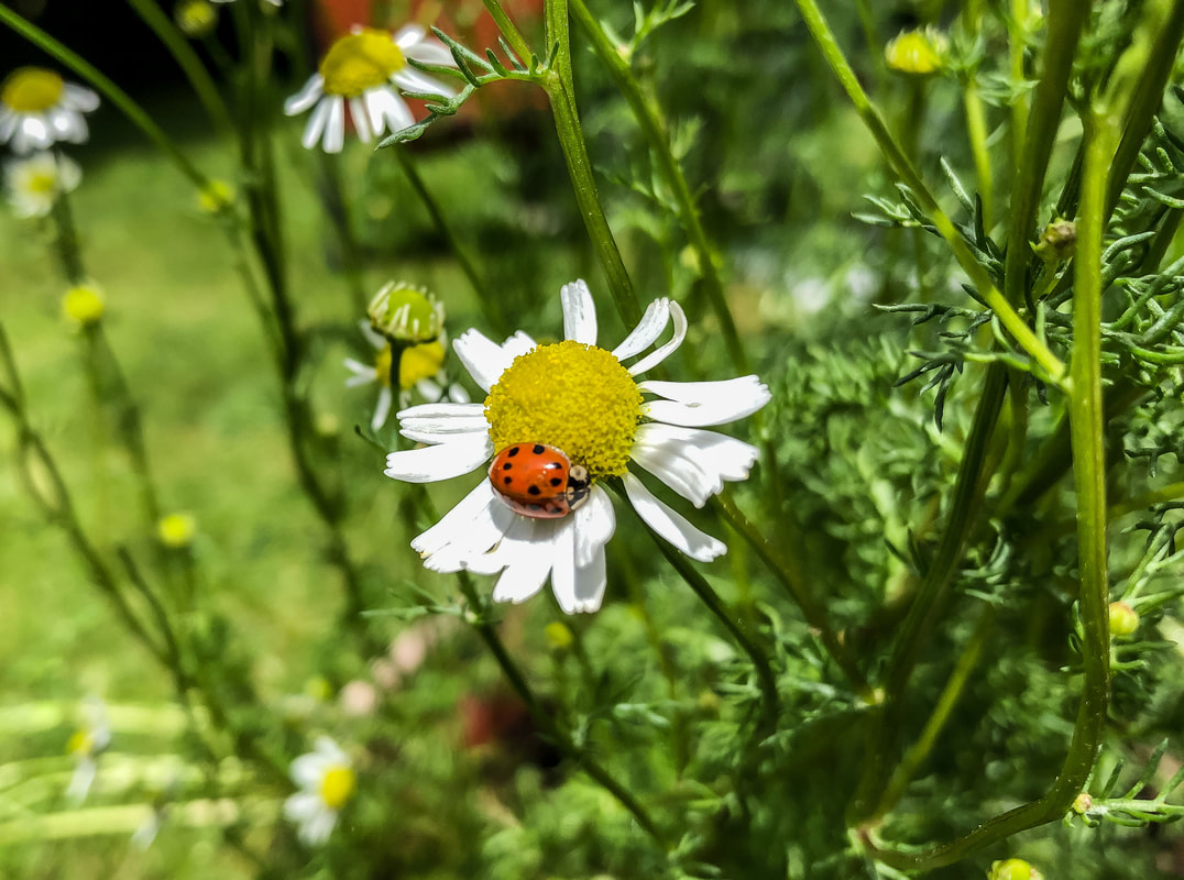 Ladybug climbing on a chamomile plant.