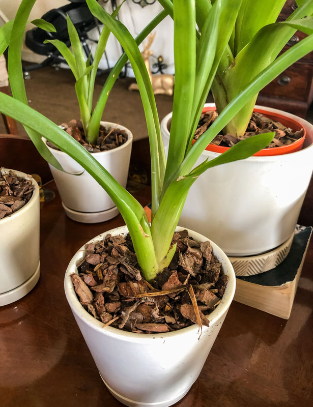 Newly planted bromeliad pup in pot with well draining soil mixture.