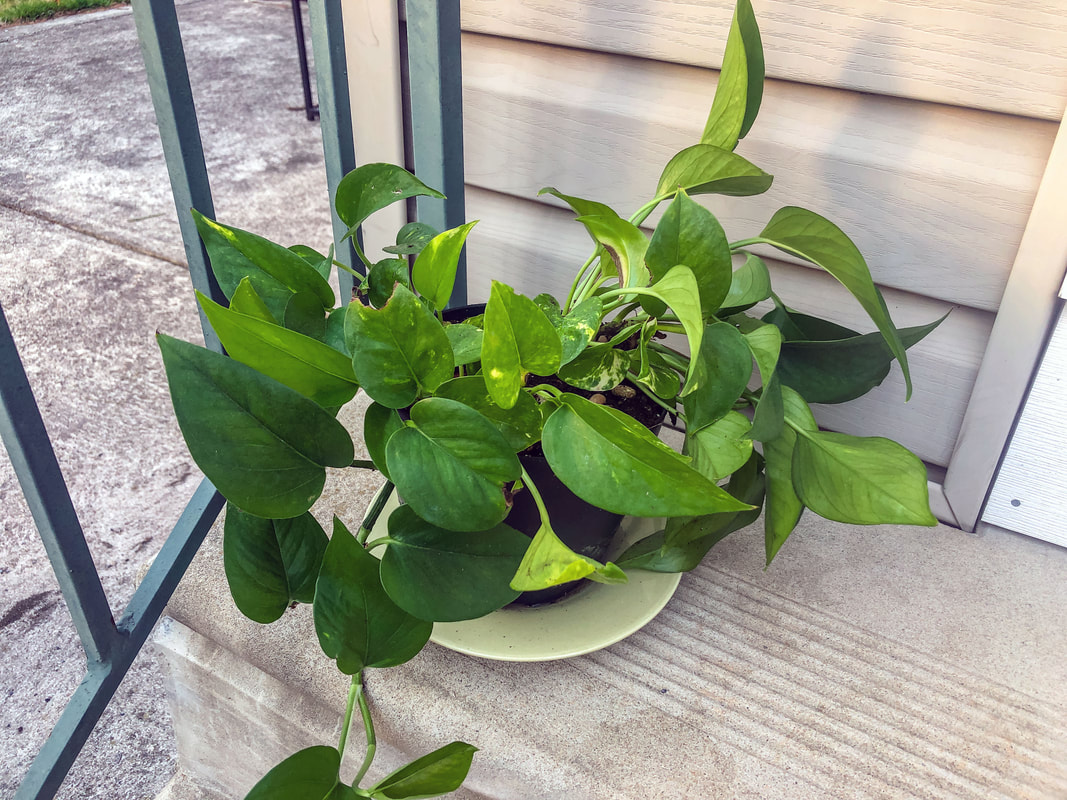 Pothos plant sitting on a step.