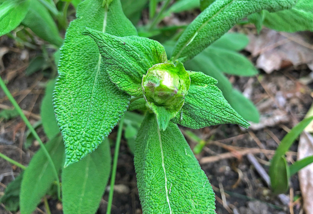 Flower bud on a summer sage plant.