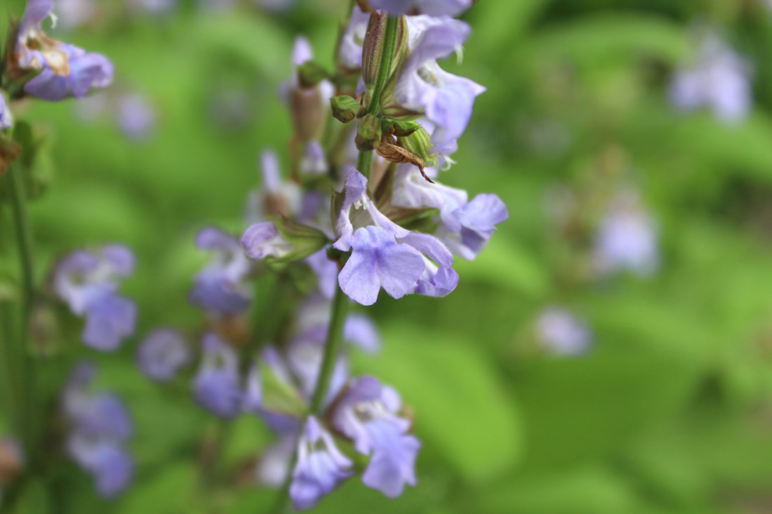 Beautiful purple flowers blooming on a sage plant.