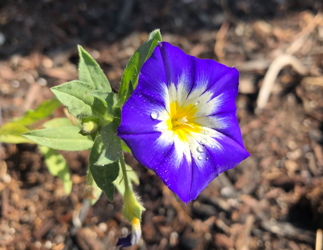 Purple and white petunia with raindrops.