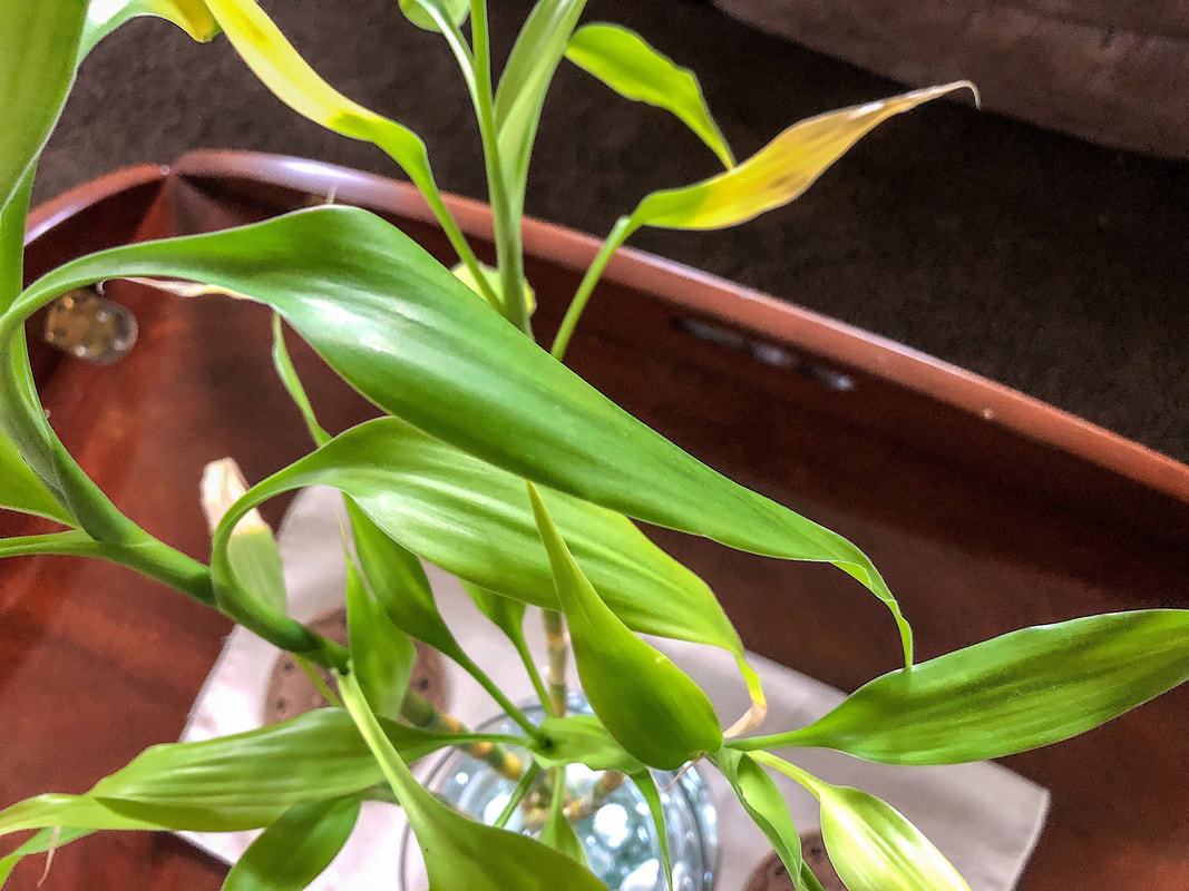 Lucky bamboo plant leaves from houseplant on a coffee table.