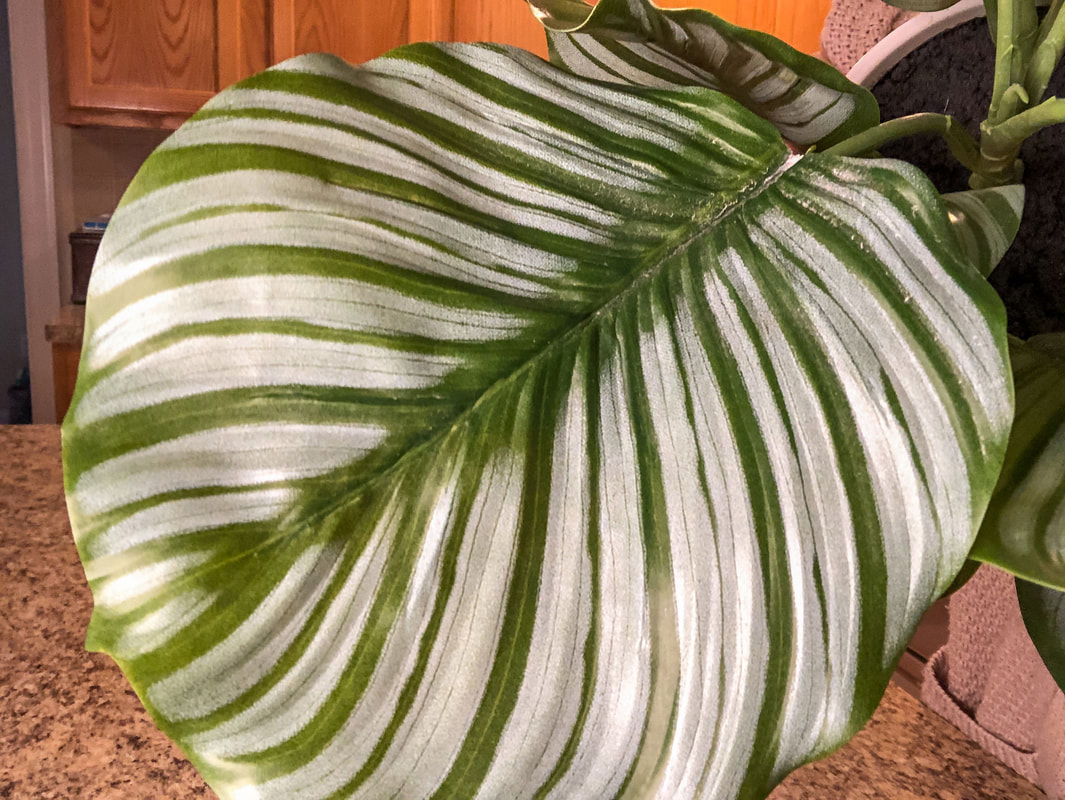 Faux plastic Calathea leaf.