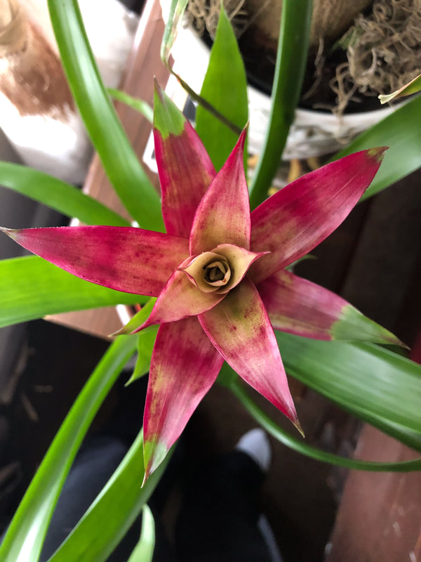 Vivid fuchsia bromeliad leaves.