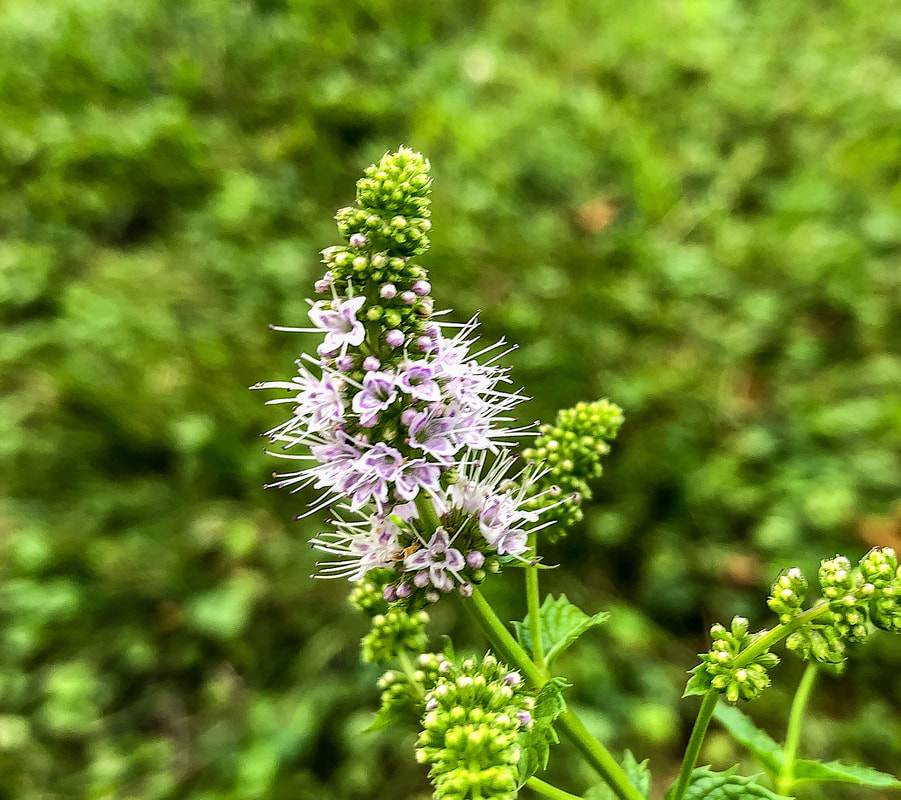 Blooming flower on a mint plant.