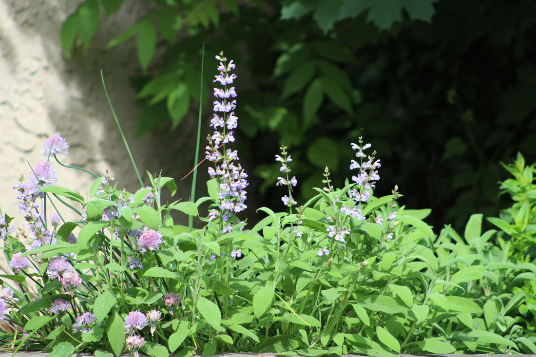 Sage, chives, and mint herbs growing in a back garden during the summer.