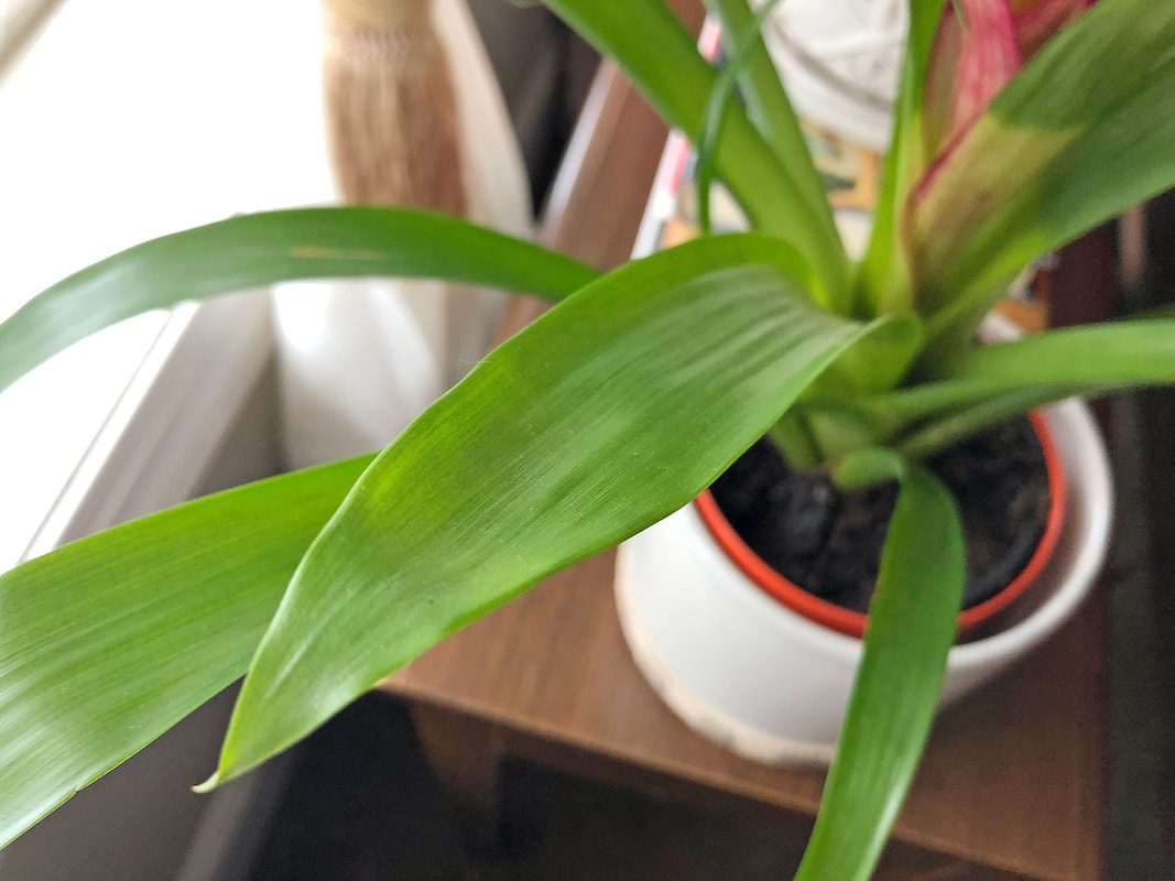 Green leaves from a Bromeliad plant.