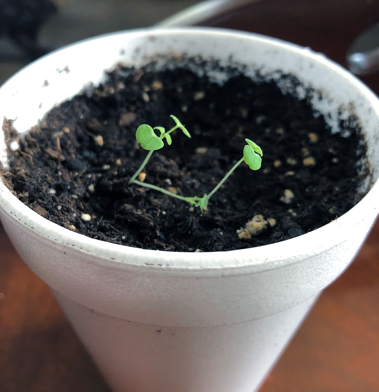 Catnip seedlings in a styrofoam cup.