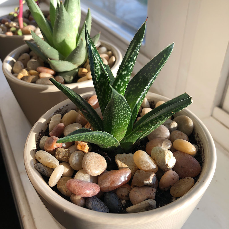 Haworthia plant on a windowsill.