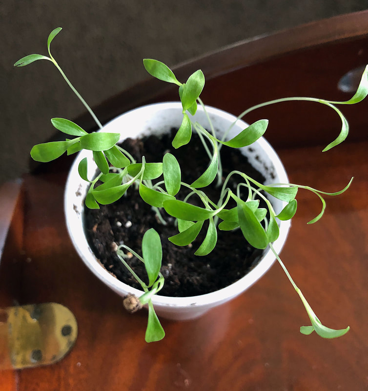 Cilantro seedlings growing in a styrofoam cup.