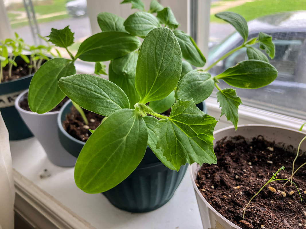 Cucumber seedlings growing on the windowsill getting their 