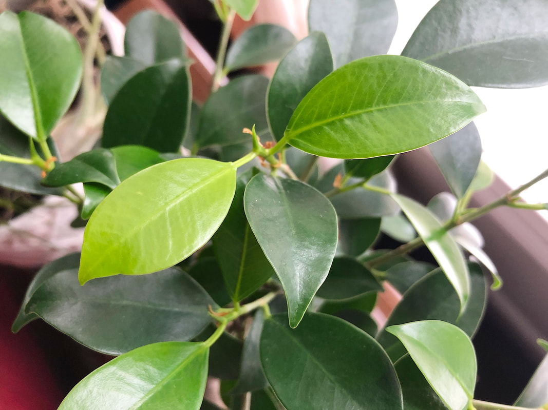 Leaves of a Bonsai Ficus tree.