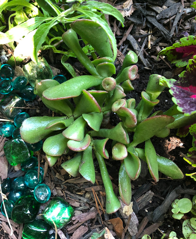 Succulents in a raised flower bed.