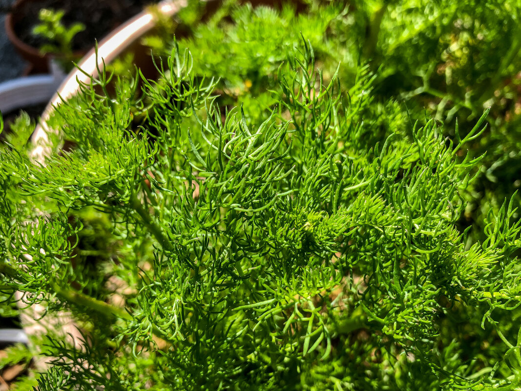 Chamomile leaves in the early spring.