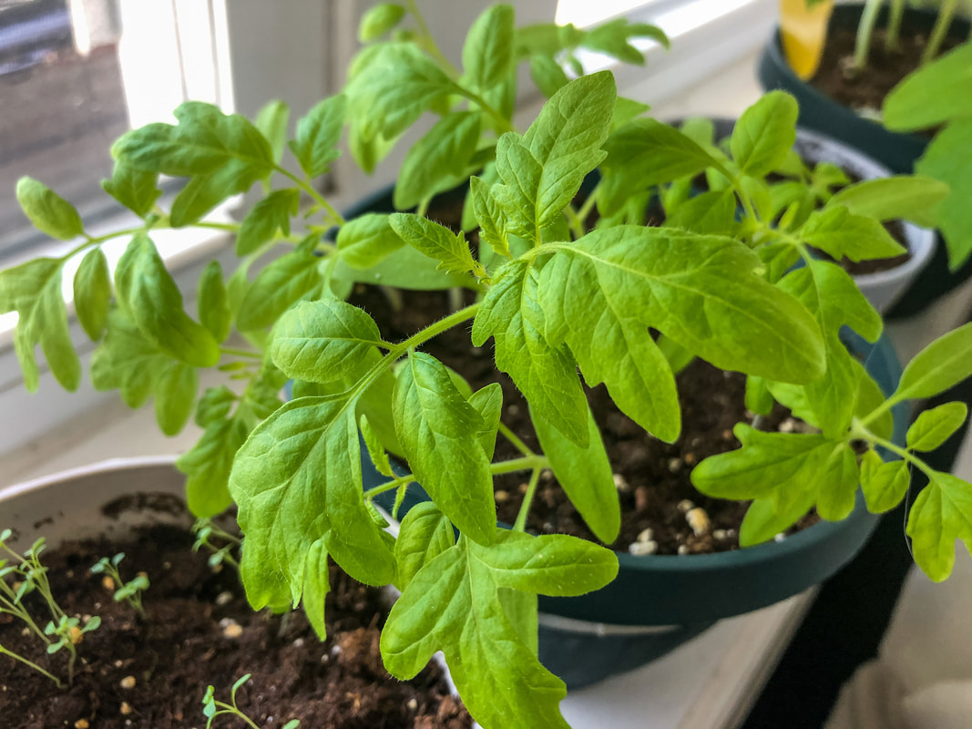 Tomato seedling growing on a windowsill after about four weeks.