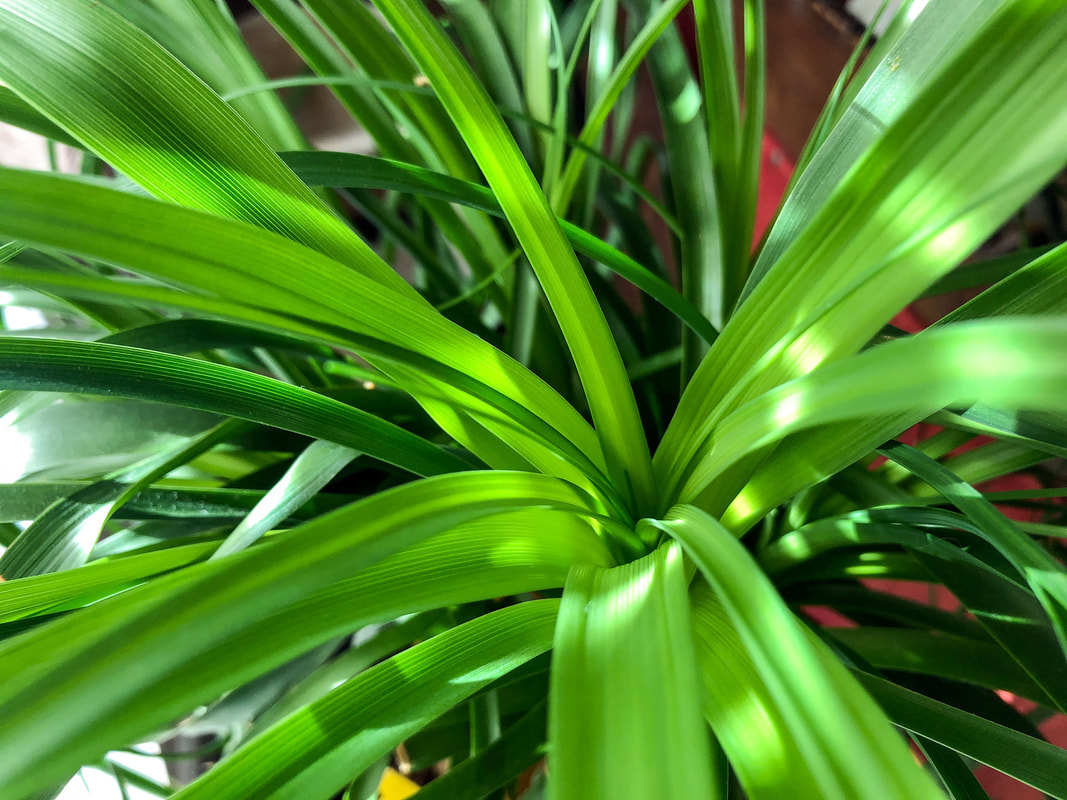 Ponytail palm leaves from a houseplant helping to bring the essence of the outdoors into the home.