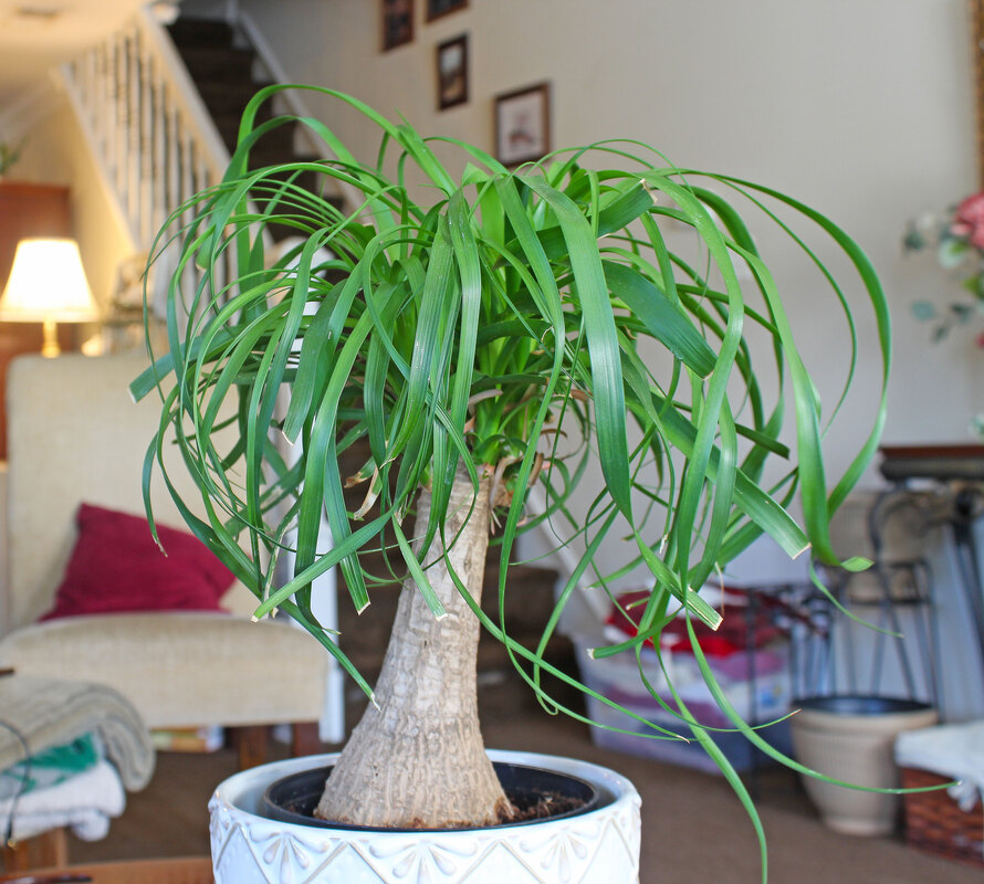 Young Ponytail Palm tree.