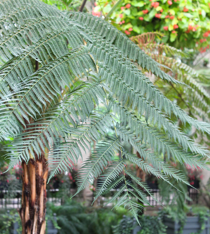 Fern branch