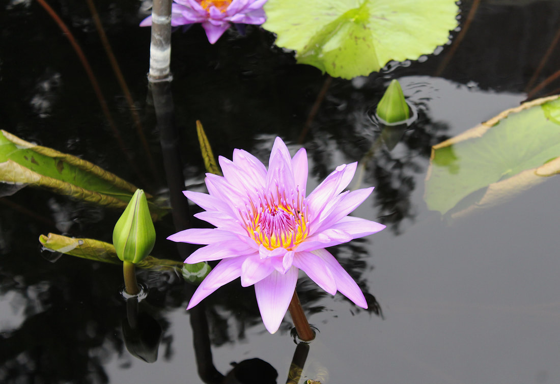 Purple water lily in a pond