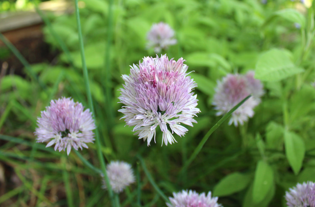 Purple chive flowers