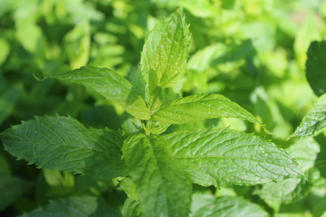 Closeup of mint leaves