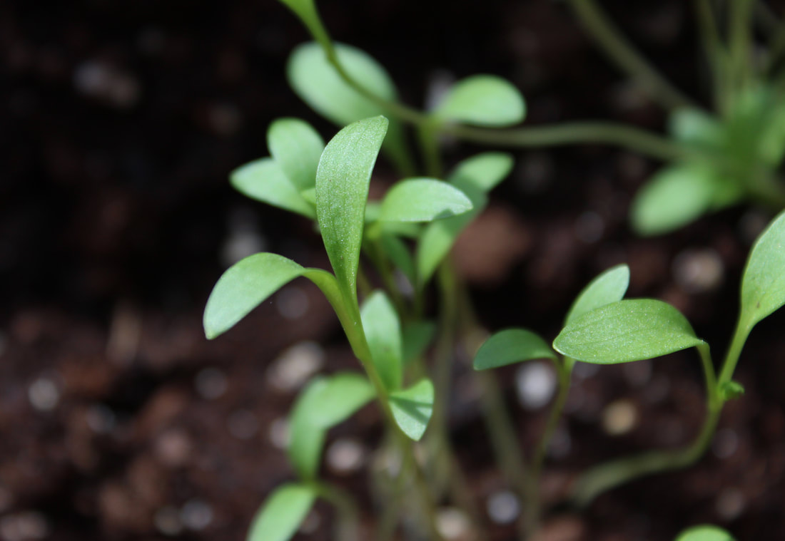 Cilantro spring leaves.