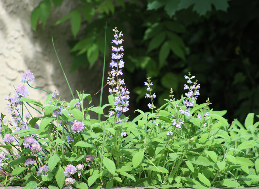 Sage, chives, and mint in a raised garden bed.